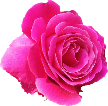 Vibrant Pink Rose Black Background