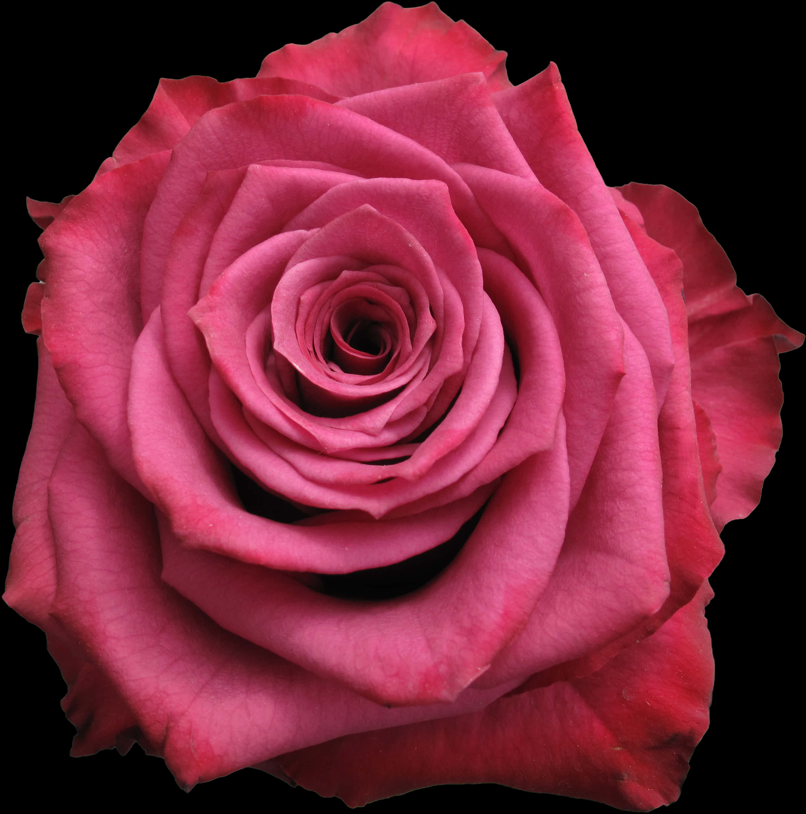 Vibrant_ Pink_ Rose_ Closeup.jpg