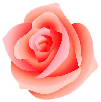 Vibrant Pink Rose Graphic