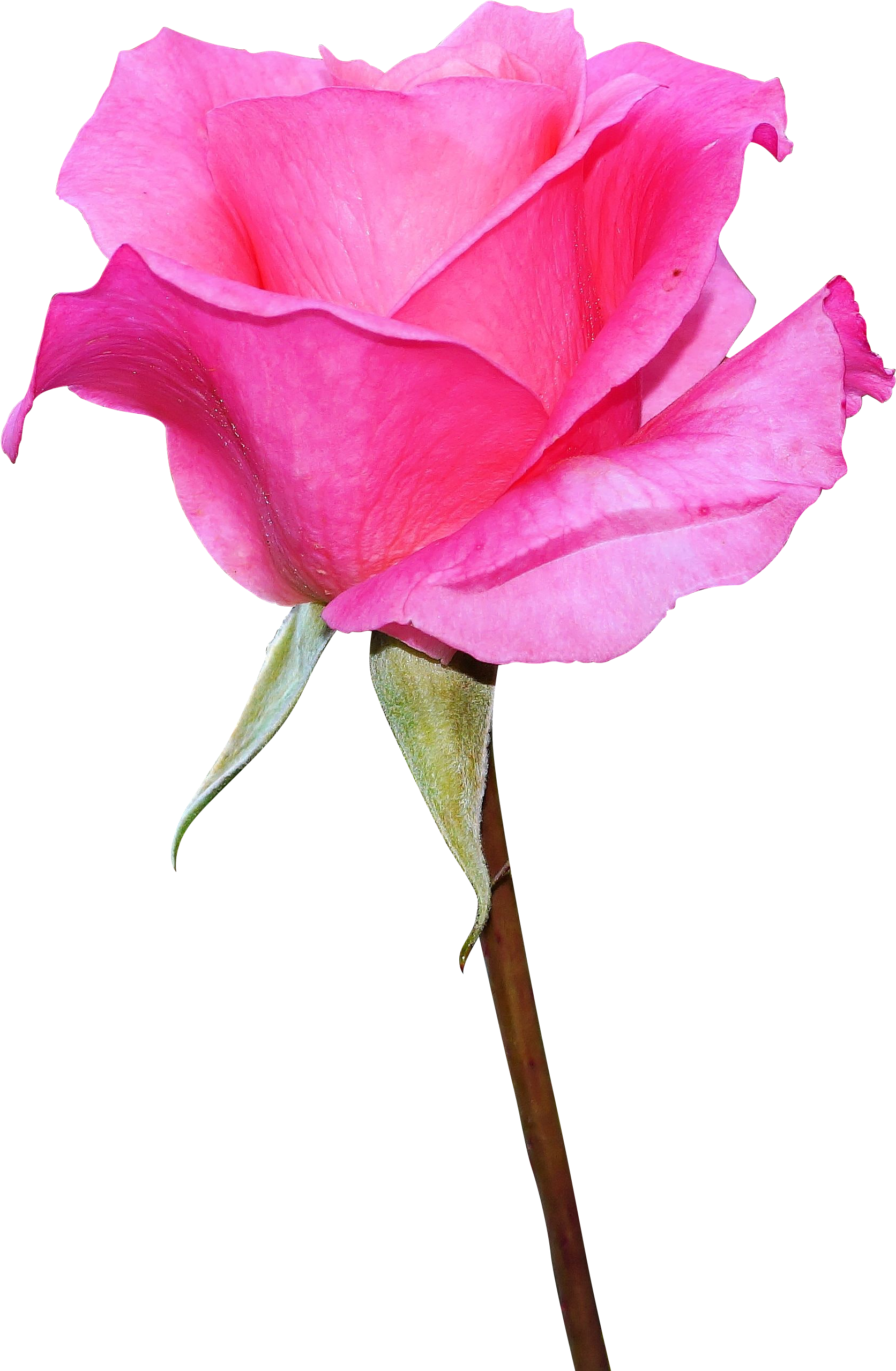 Vibrant_ Pink_ Rose_ Isolated.png