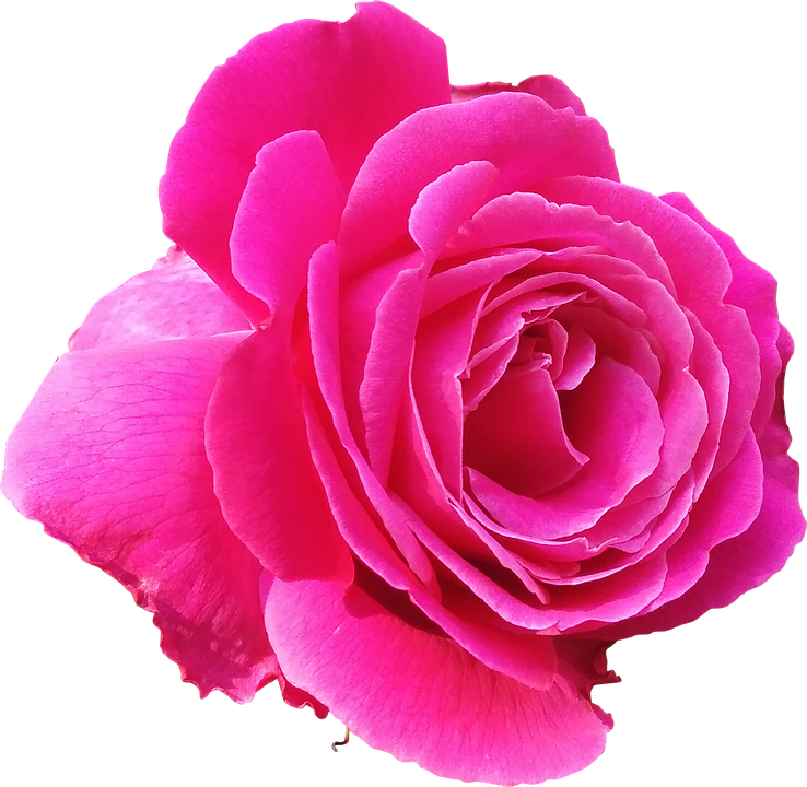 Vibrant Pink Rose Isolated.png