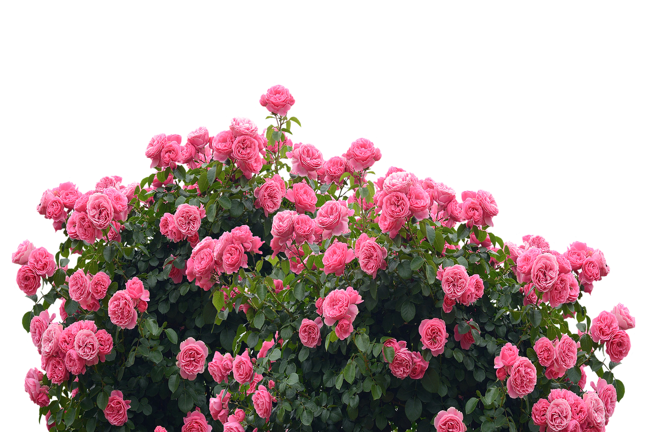 Vibrant_ Pink_ Roses_ Against_ Black_ Background.jpg