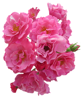 Vibrant Pink Roses Black Background