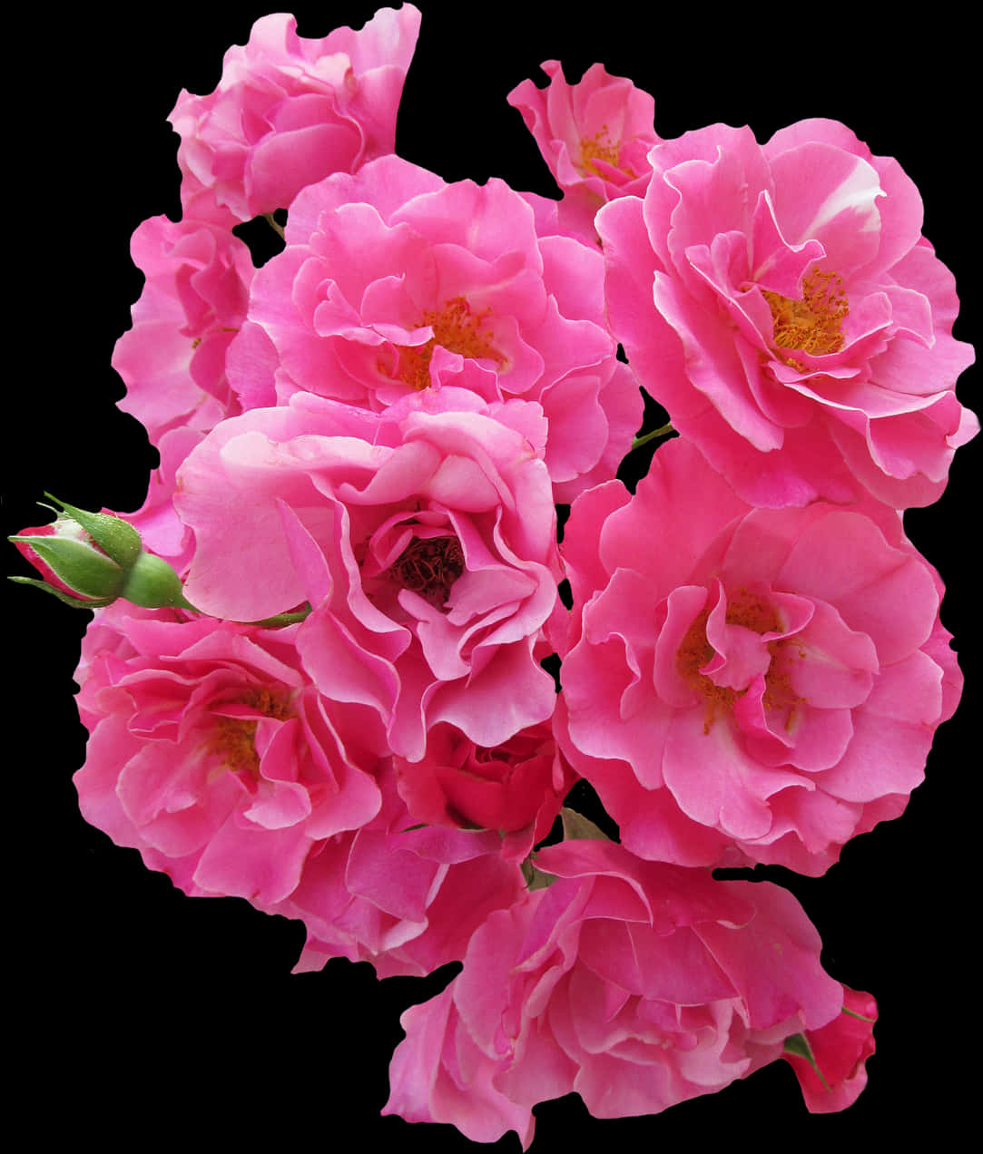 Vibrant_ Pink_ Roses_ Black_ Background.jpg