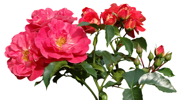 Vibrant Pink Roses Black Background.jpg