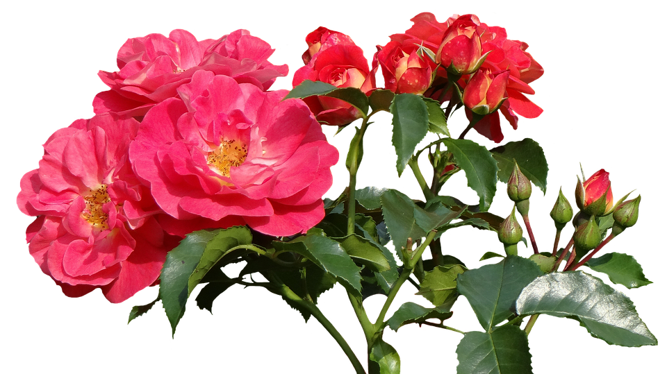 Vibrant Pink Roses Cluster.png