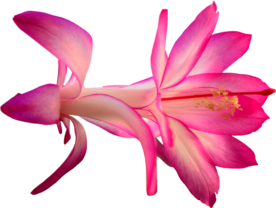 Vibrant Pink Schlumbergera Flower.png