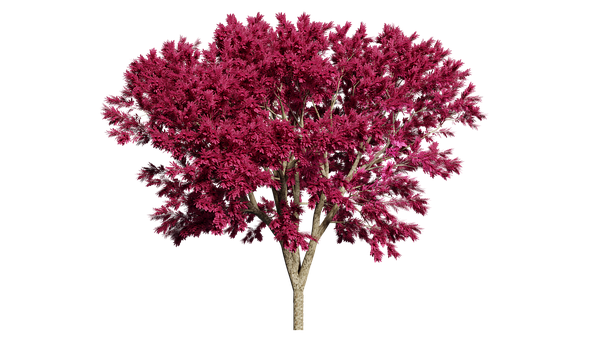 Vibrant Pink Treeon Black Background.jpg