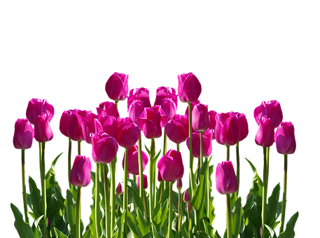 Vibrant Pink Tulips Against Black Background.jpg