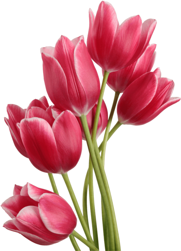 Vibrant Pink Tulips Bouquet