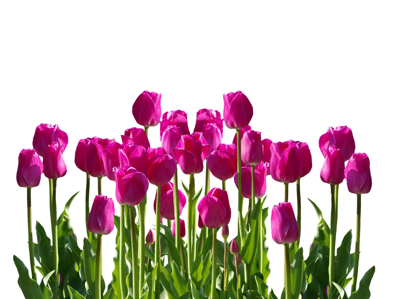 Vibrant Pink Tulipson Black Background