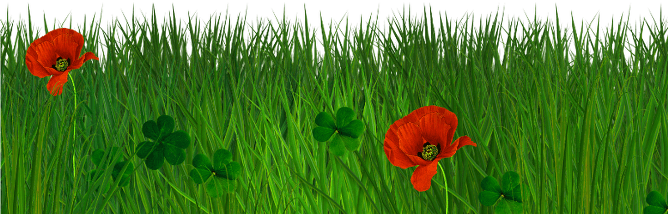 Vibrant Poppiesin Green Grass