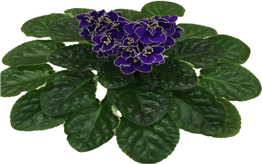 Vibrant Purple African Violet Plant