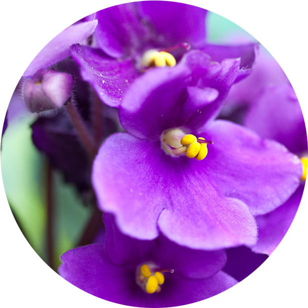 Vibrant Purple African Violets