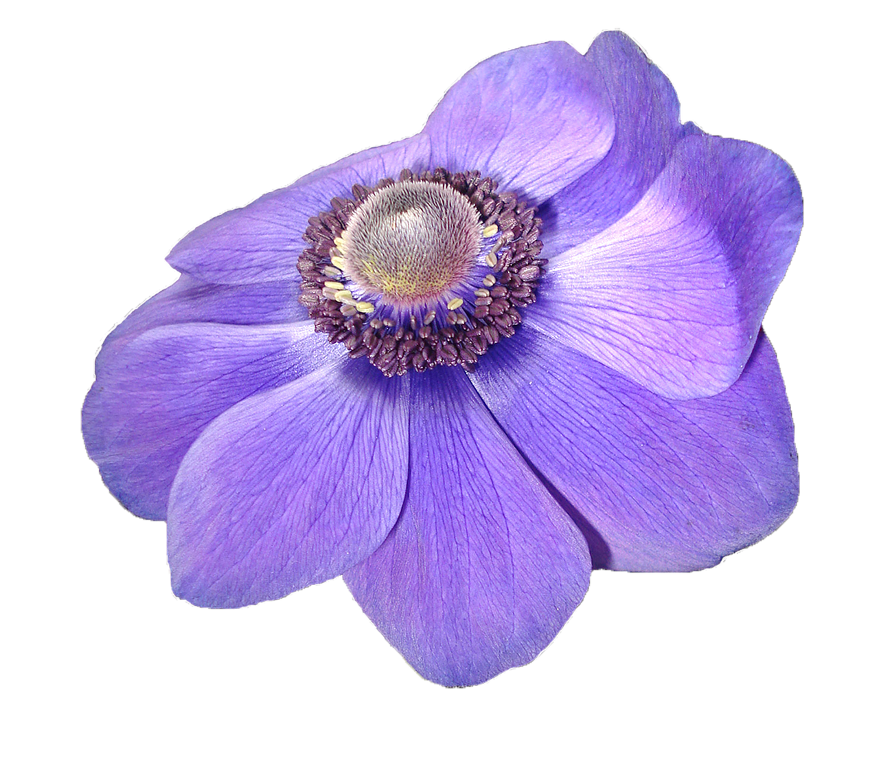 Vibrant Purple Anemone Flower