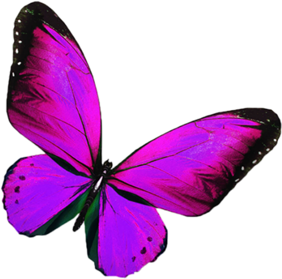 Vibrant Purple Butterfly