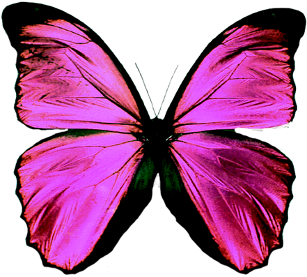 Vibrant Purple Butterfly