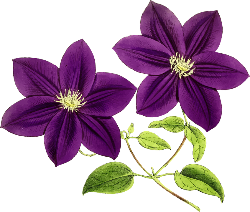 Vibrant Purple Clematis Flowers