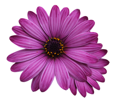 Vibrant_ Purple_ Daisy_ Black_ Background