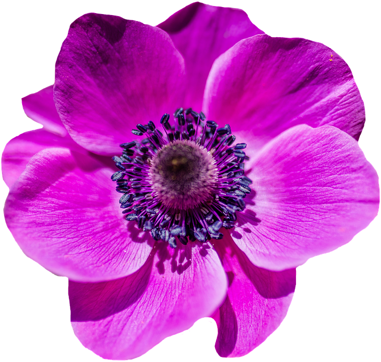 Vibrant Purple Flower Blossom