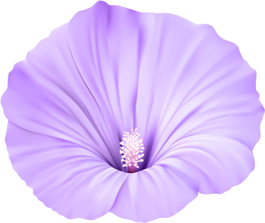 Vibrant Purple Flower Isolated