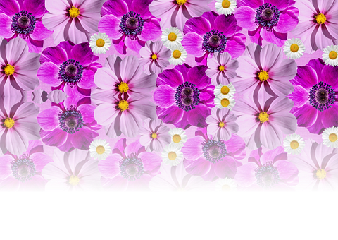 Vibrant Purple Flowers Background