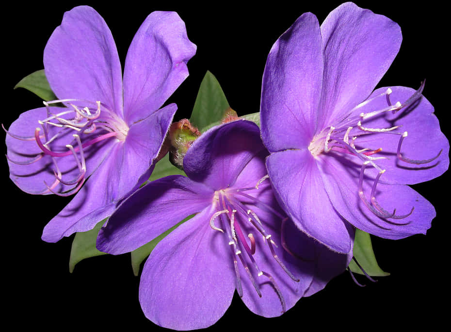 Vibrant_ Purple_ Flowers_ Black_ Background.jpg