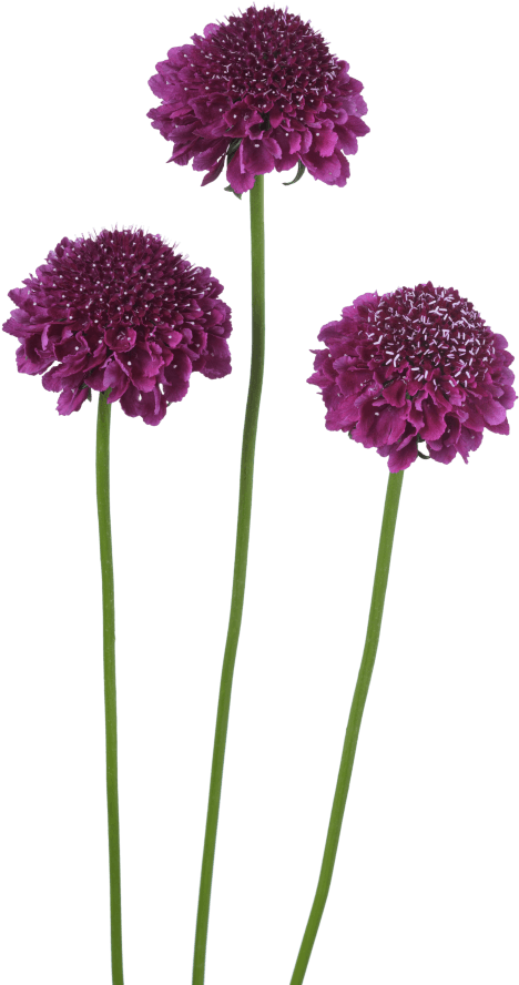 Vibrant_ Purple_ Flowers_ Isolated_ Background.png