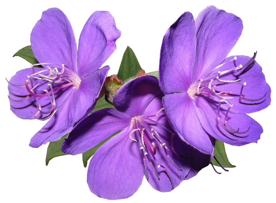 Vibrant_ Purple_ Flowers_ Transparent_ Background.png