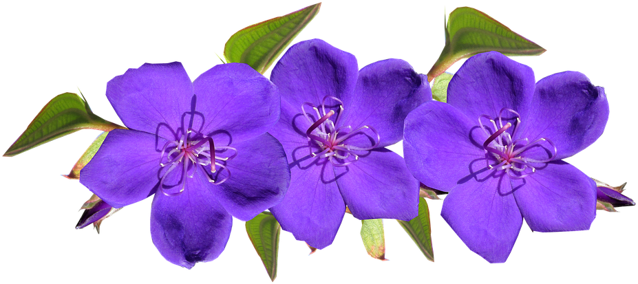 Vibrant_ Purple_ Flowers_ Transparent_ Background.png