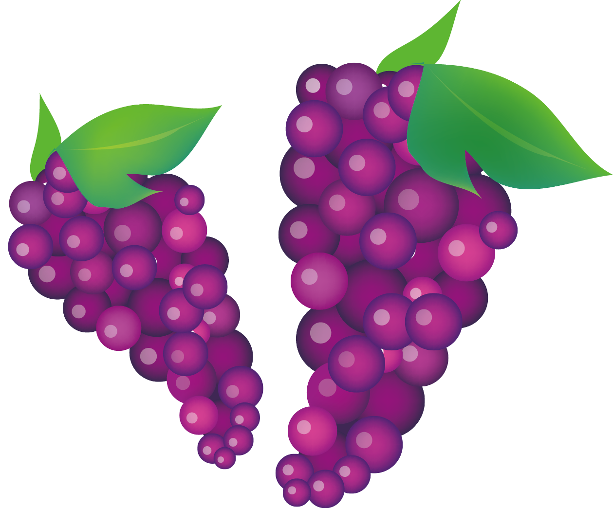 Vibrant Purple Grapes Vector