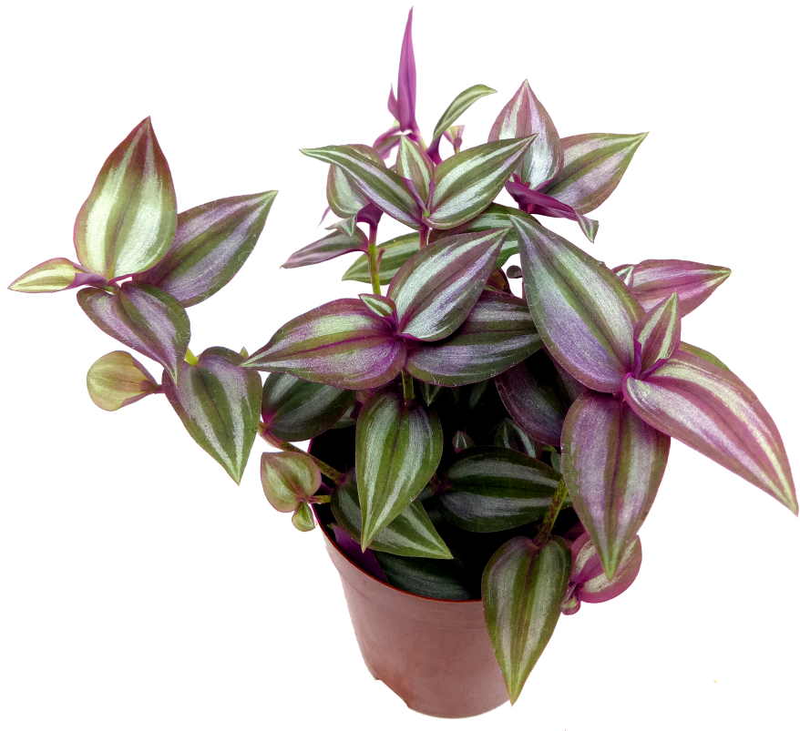 Vibrant Purple Green Houseplantin Terra Cotta Pot