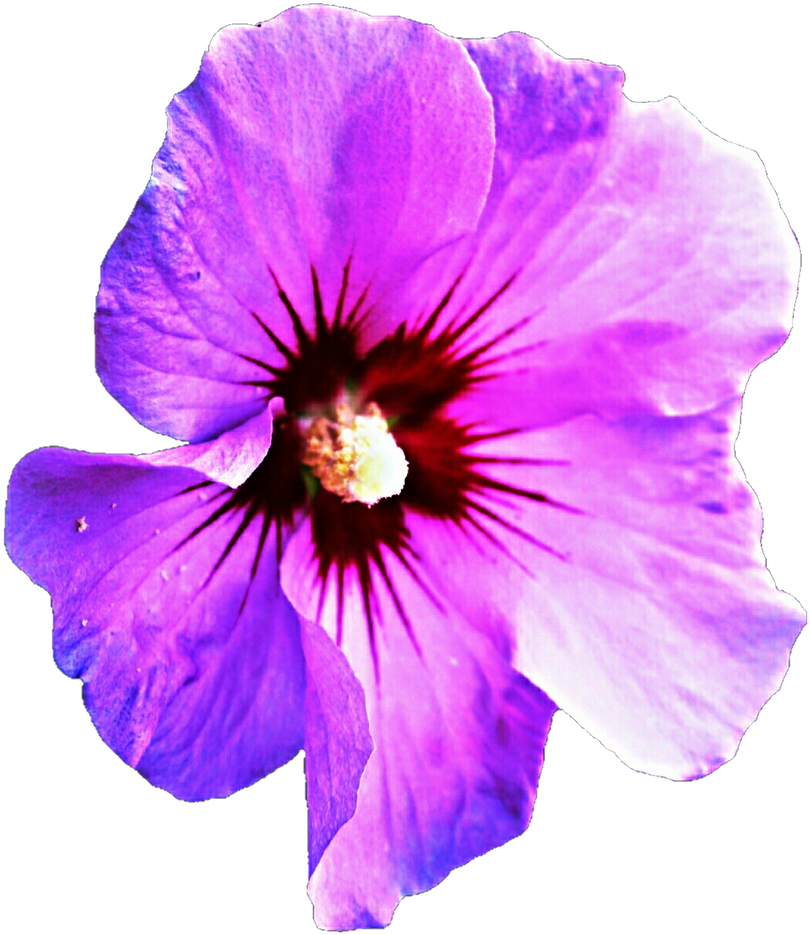 Vibrant_ Purple_ Hibiscus_ Closeup.png