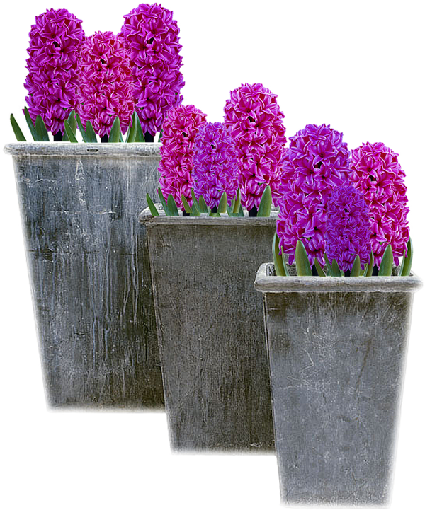 Vibrant Purple Hyacinthsin Pots