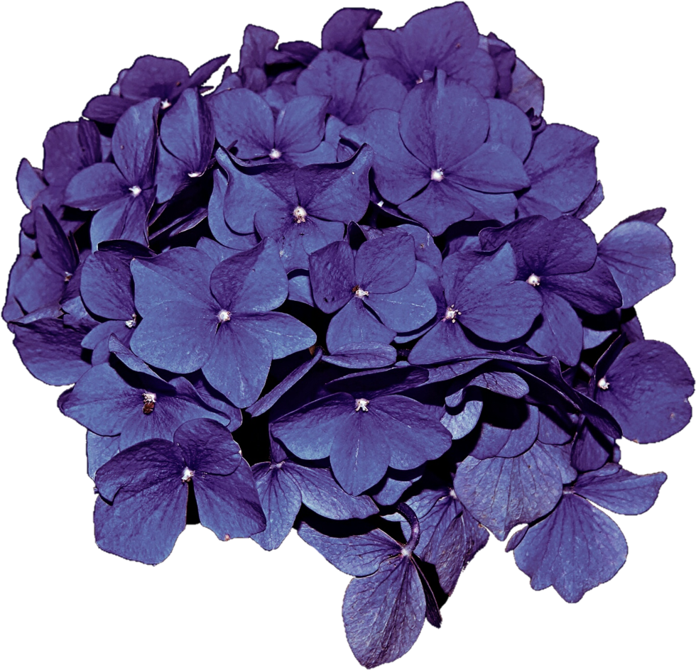 Vibrant Purple Hydrangea Bloom