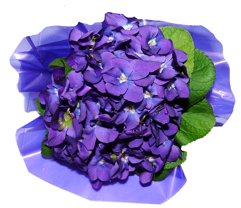 Vibrant Purple Hydrangea Bloom