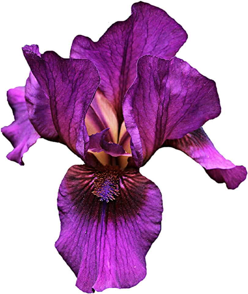 Vibrant Purple Iris Flower.png