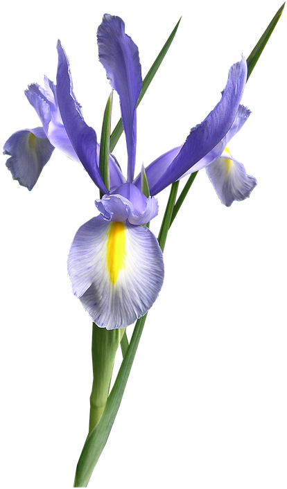 Vibrant_ Purple_ Iris_ Flower.png