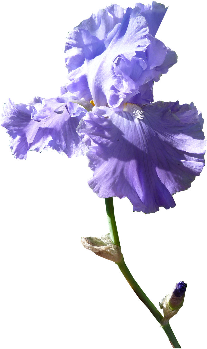 Vibrant Purple Iris Flower
