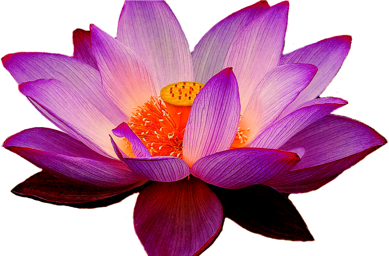 Vibrant Purple Lotus Flower