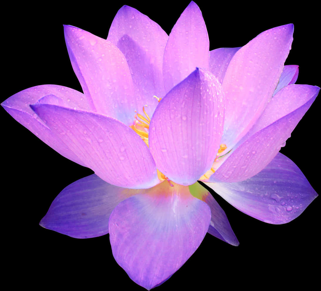 Vibrant Purple Lotus Flower