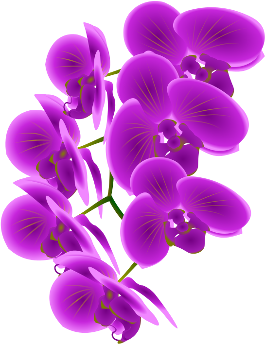 Vibrant Purple Orchids