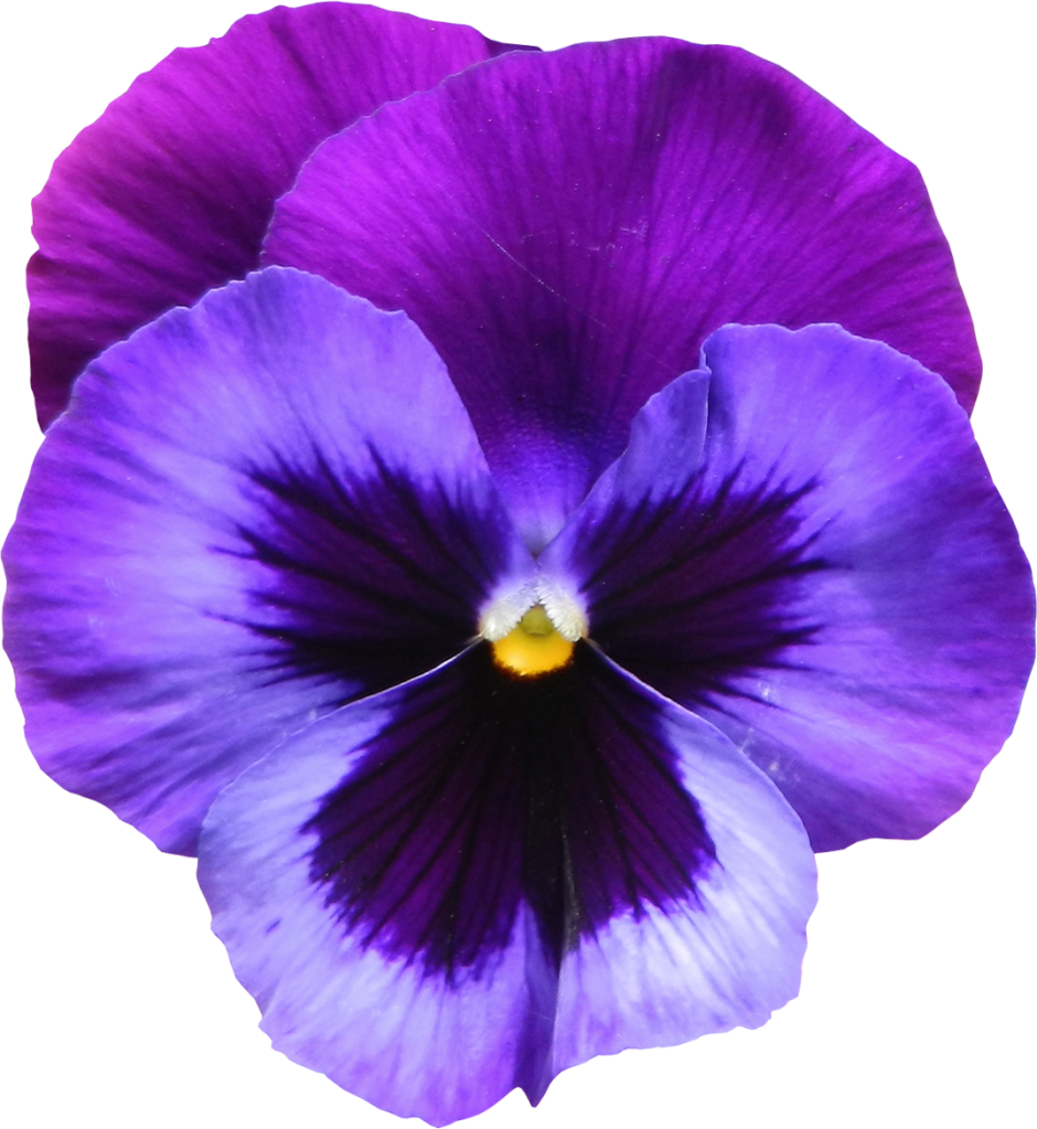 Vibrant Purple Pansy Flower