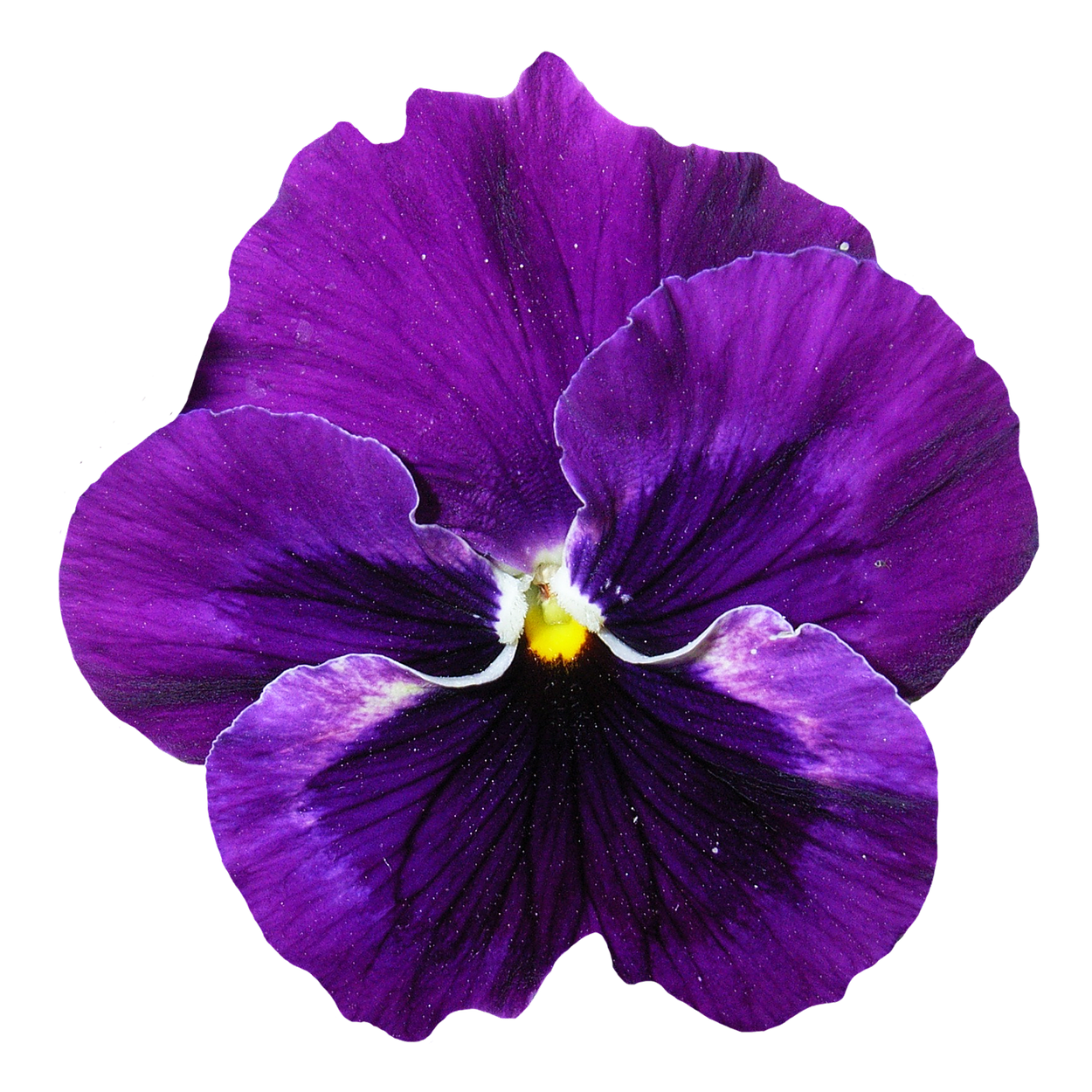 Vibrant Purple Pansy Flower