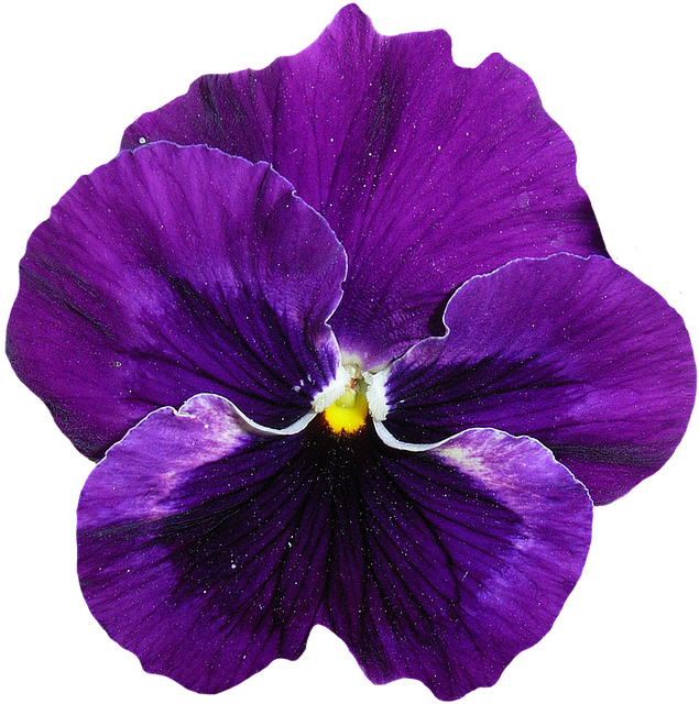 Vibrant_ Purple_ Pansy_ Flower.png