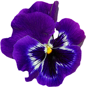 Vibrant Purple Pansy Flower