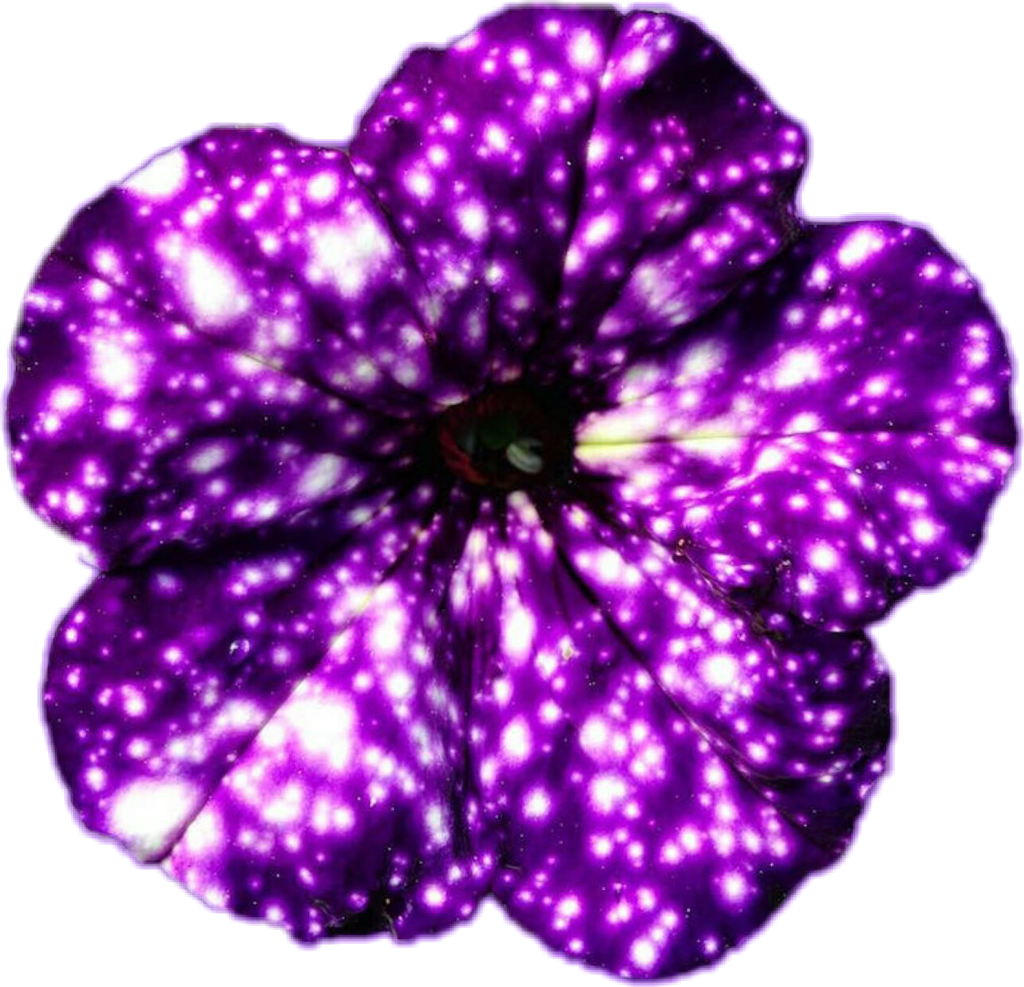 Vibrant Purple Petunia