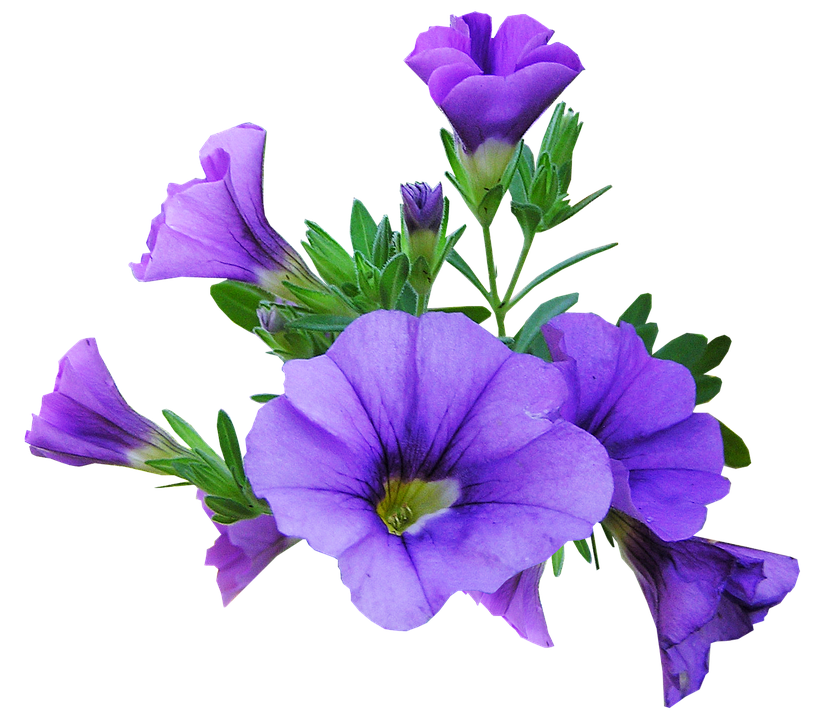 Vibrant Purple Petunia Flowers.png