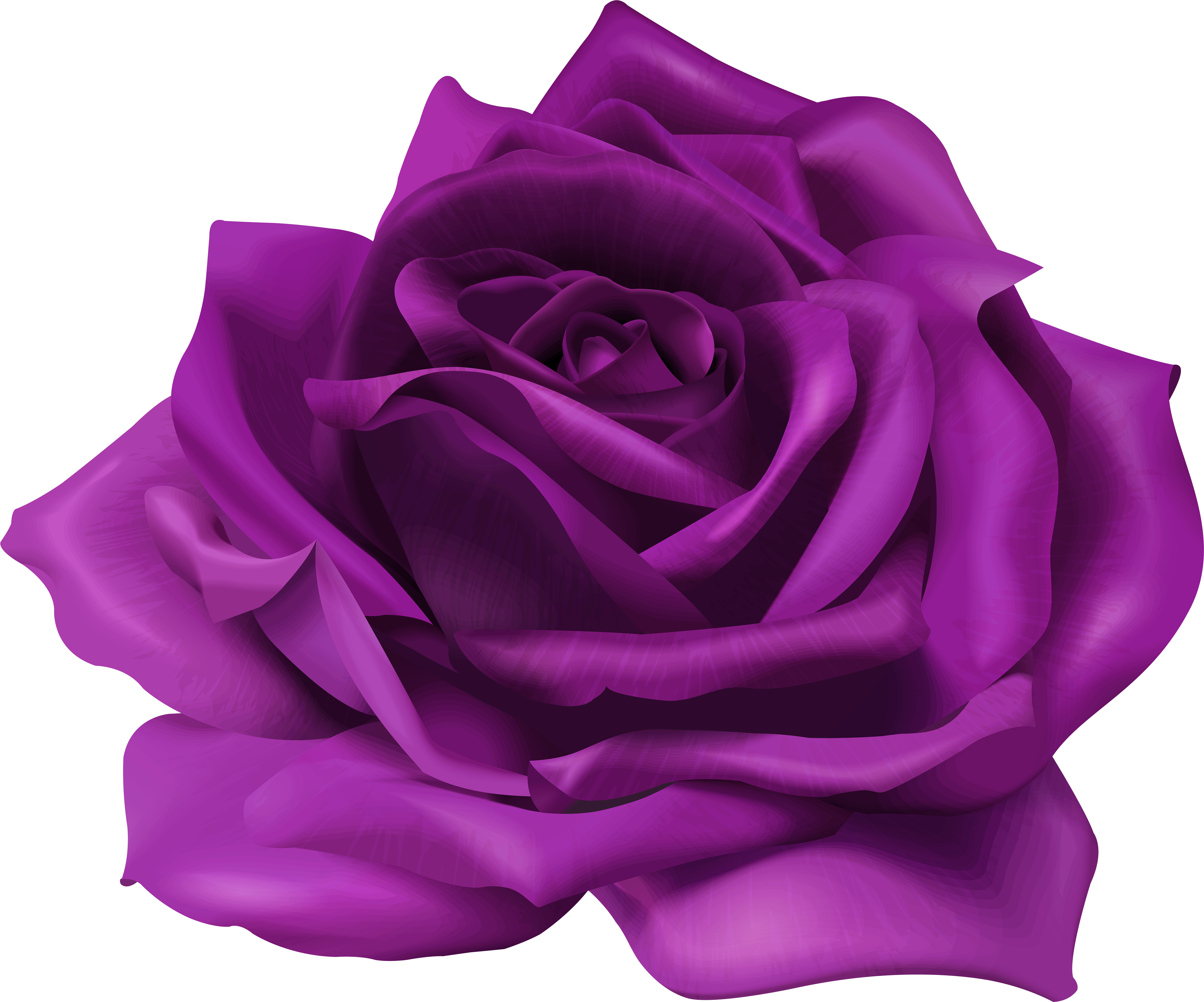 Vibrant Purple Rose Graphic