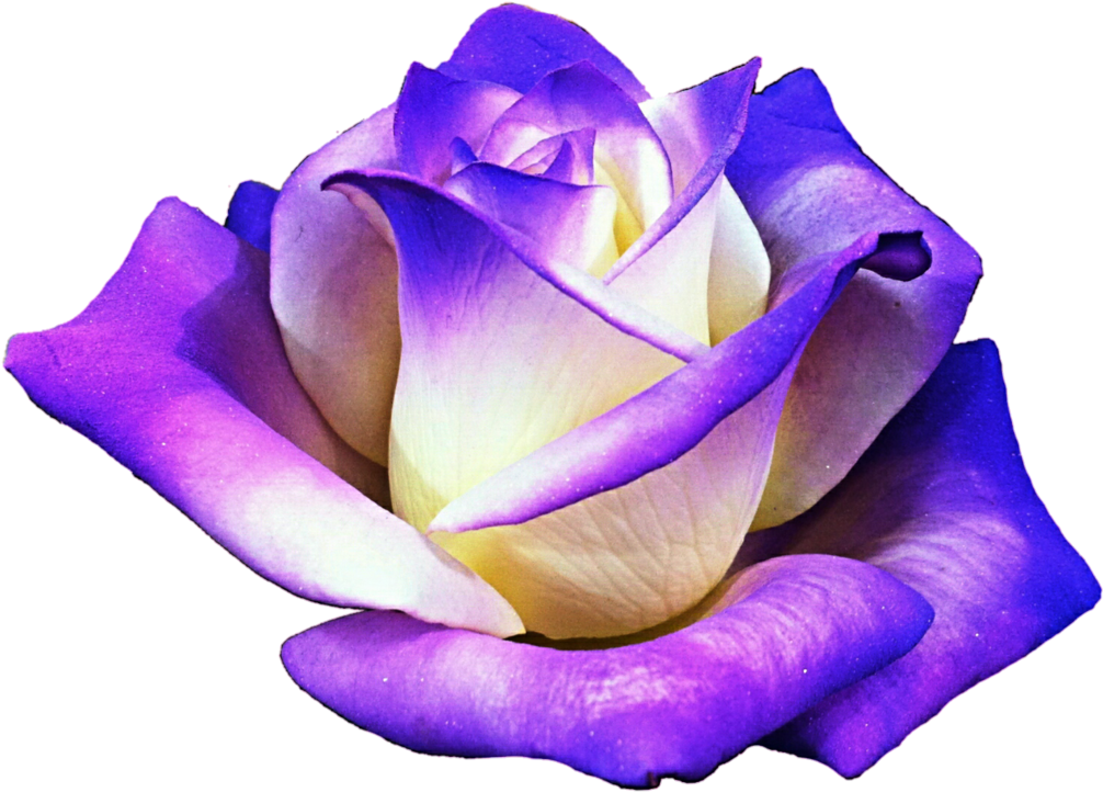 Vibrant_ Purple_ Rose_ Transparent_ Background.png